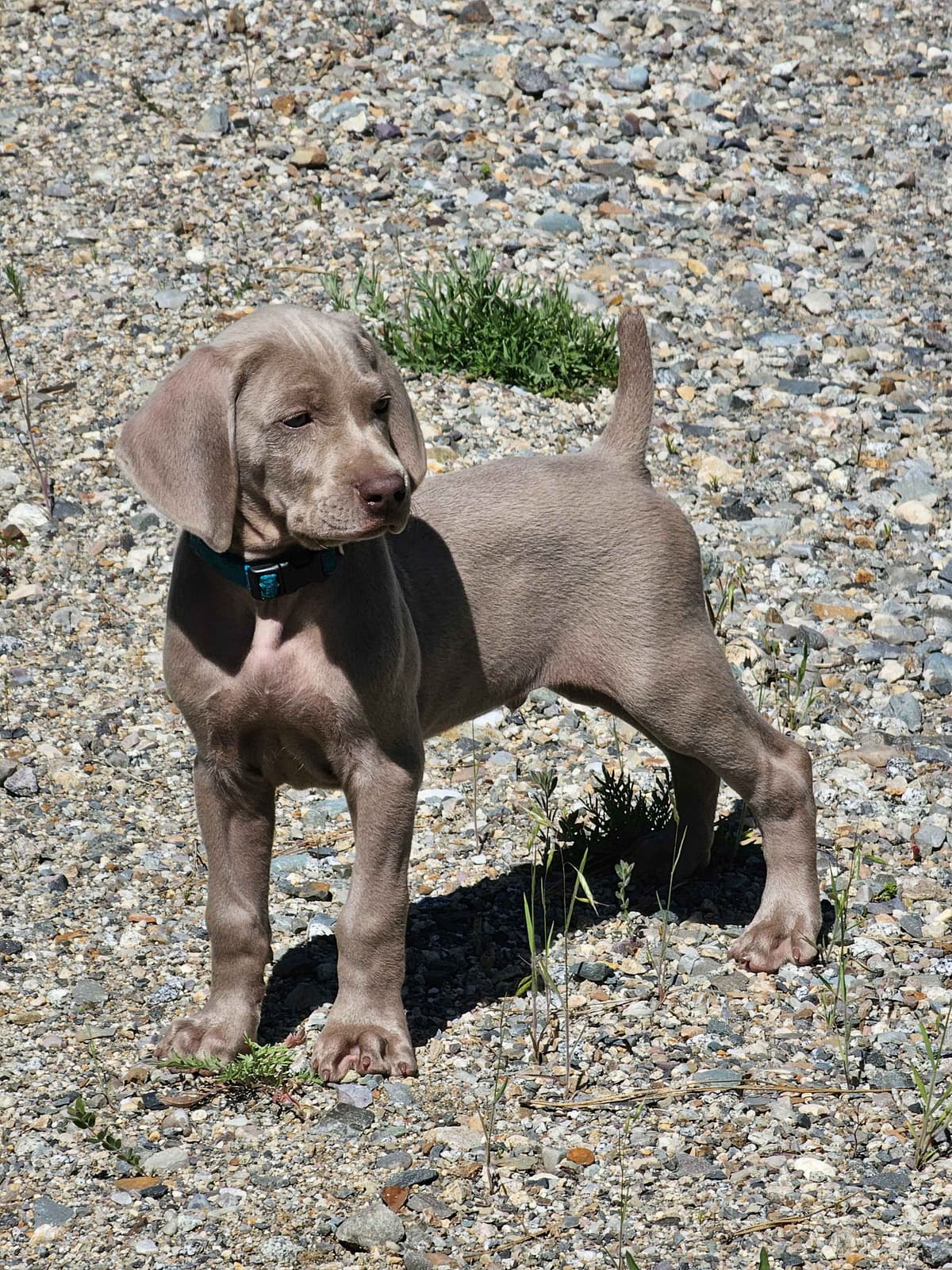 Weimaraner Puppies breeder image 23