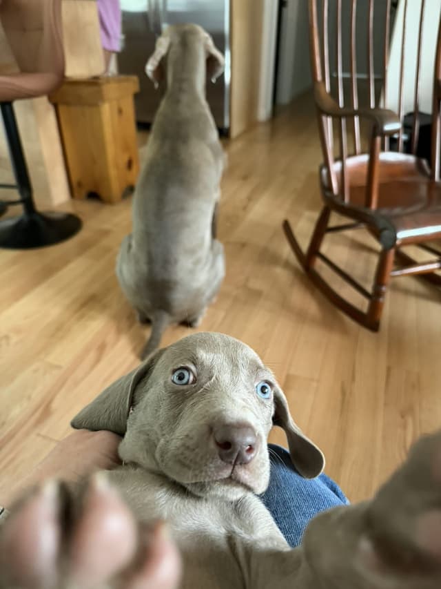 Weimaraner Puppies media 2