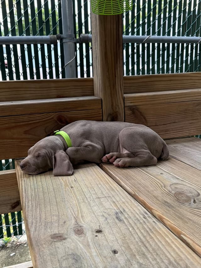 Weimaraner Puppies media 3