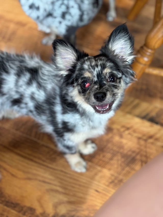 The sweetest Chihuahua boy! media 2