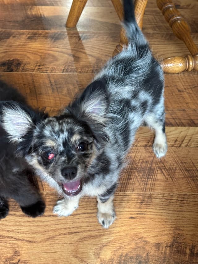 The sweetest Chihuahua boy! media 3