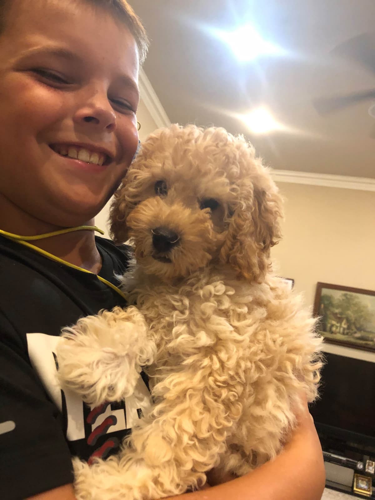 Poodle Puppies breeder image 1