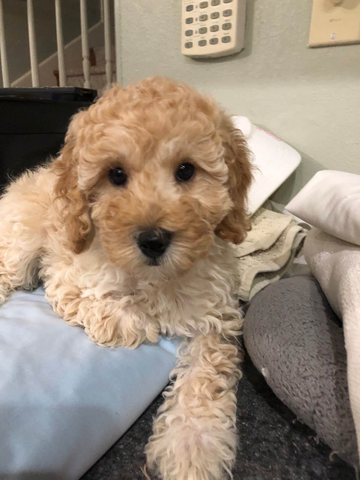 Poodle Puppies breeder image 2