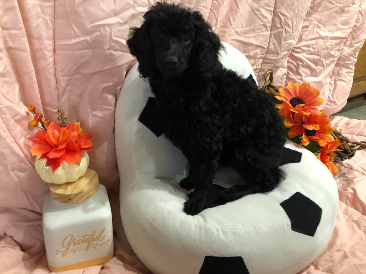 Poodle Puppies breeder image 3