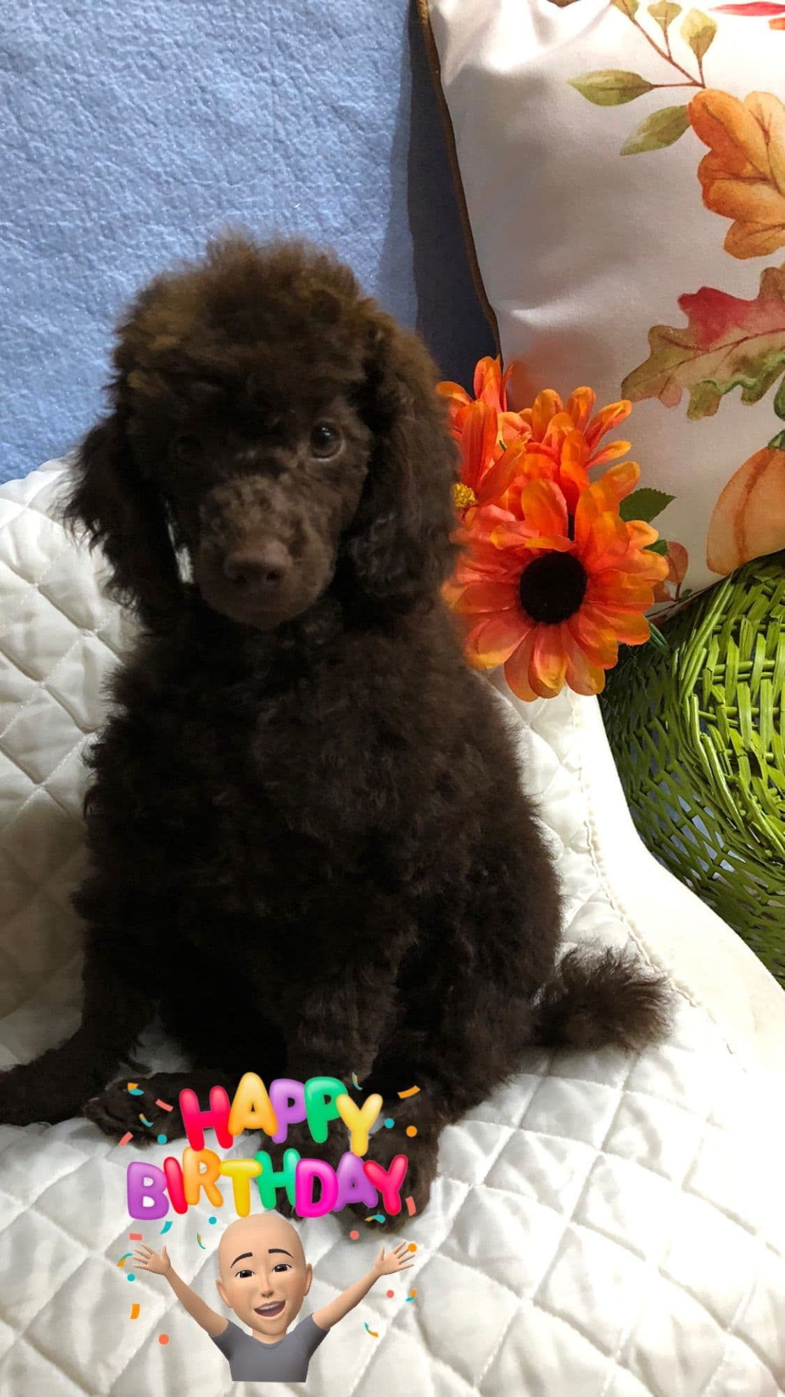 Poodle Puppies breeder image 4