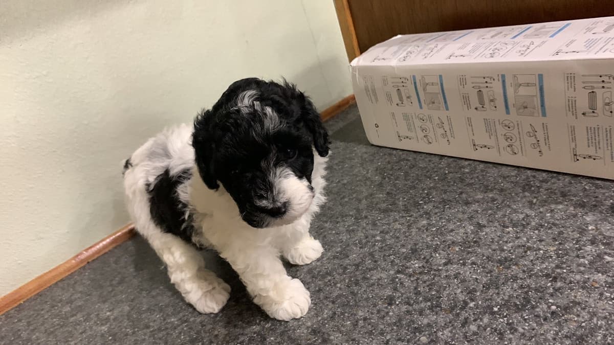 Poodle Puppies breeder image 5