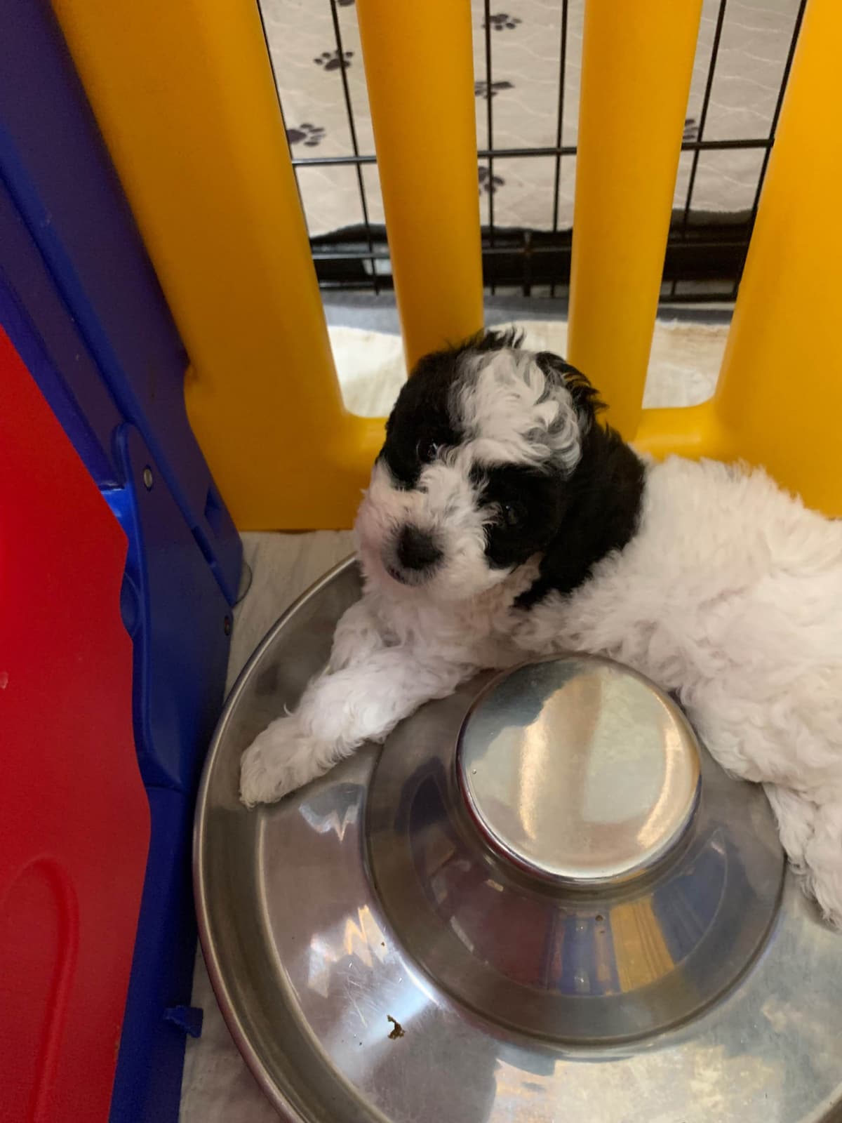 Poodle Puppies breeder image 6