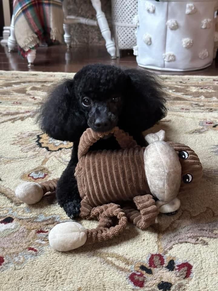 Poodle Puppies breeder image 7