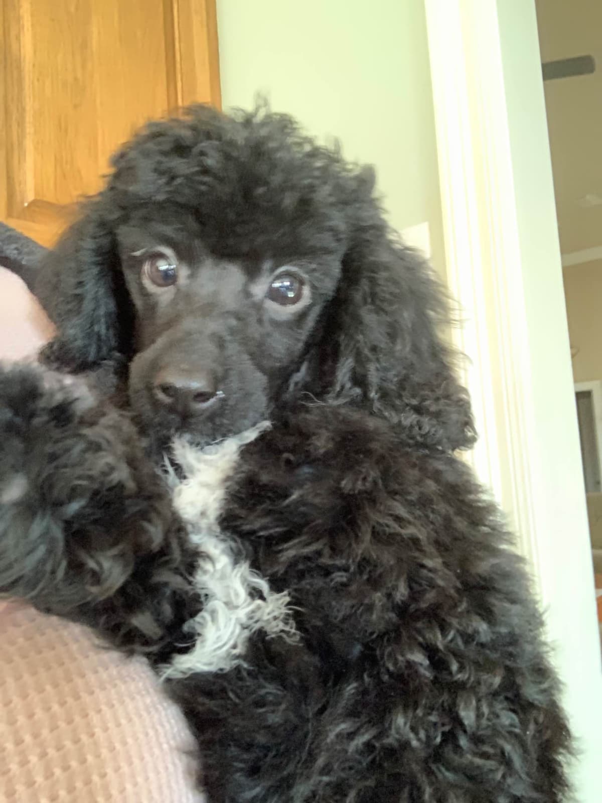 Poodle Puppies breeder image 8