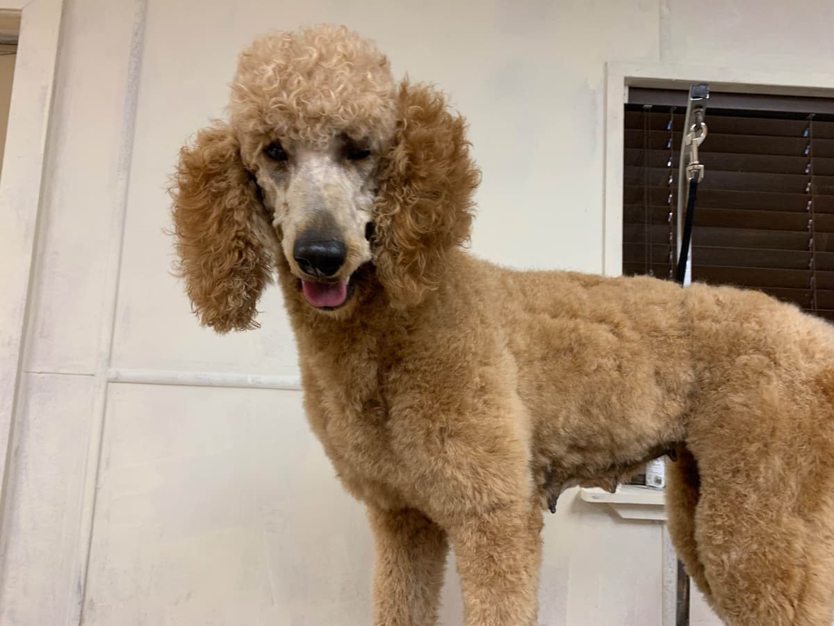 Poodle Puppies breeder image 11