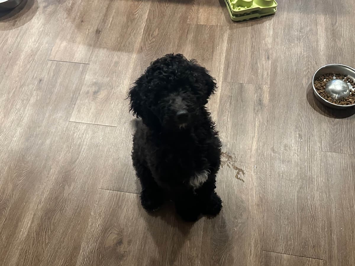 Poodle Puppies breeder image 12