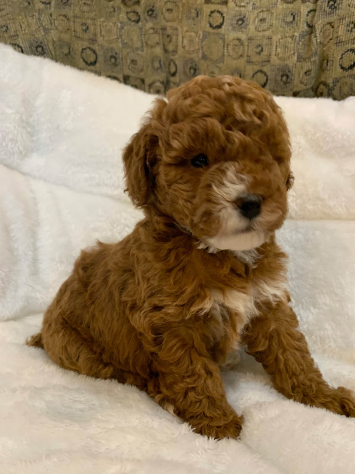 Poodle Puppies breeder image 18