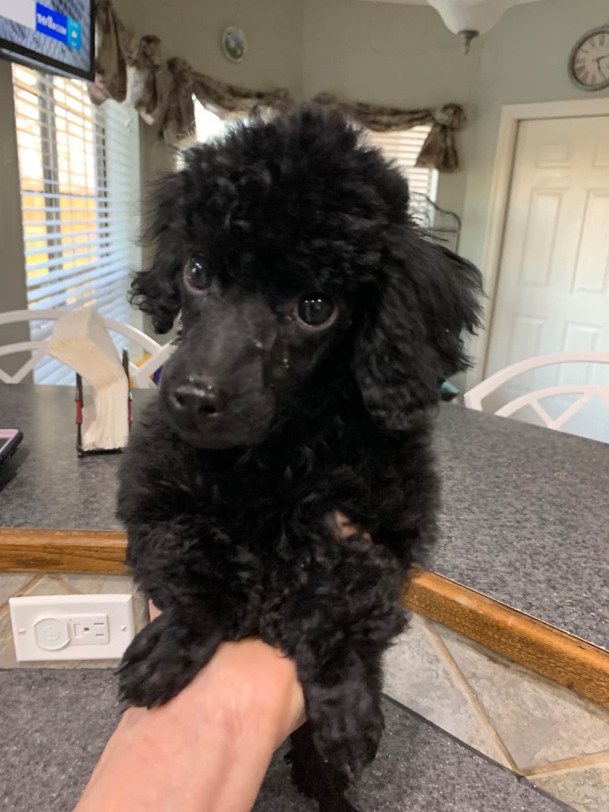 Poodle Puppies breeder image 16