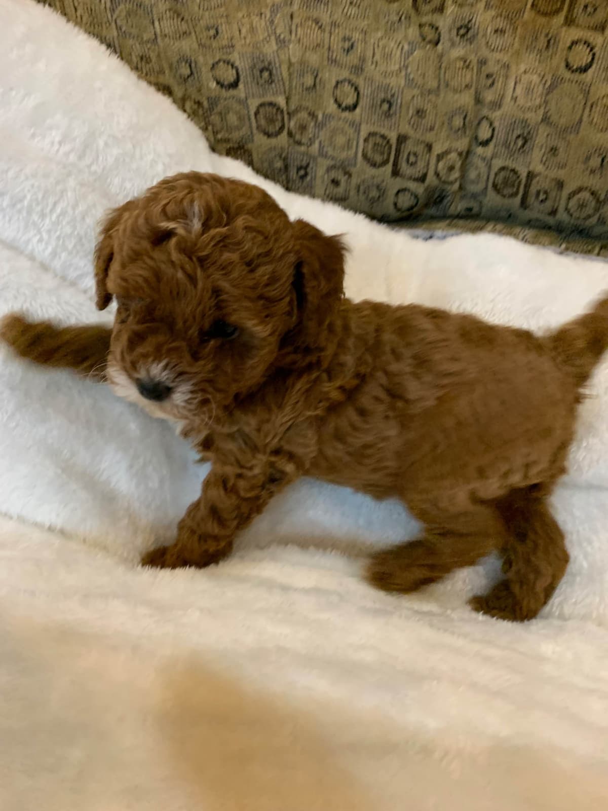 Poodle Puppies breeder image 15