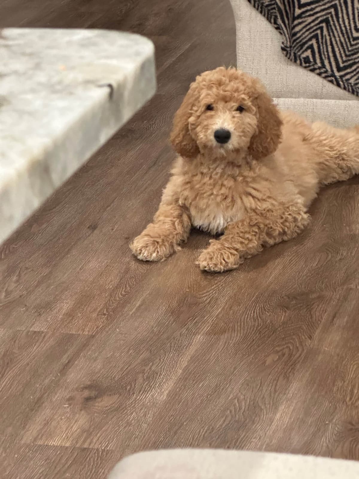 Poodle Puppies breeder image 14