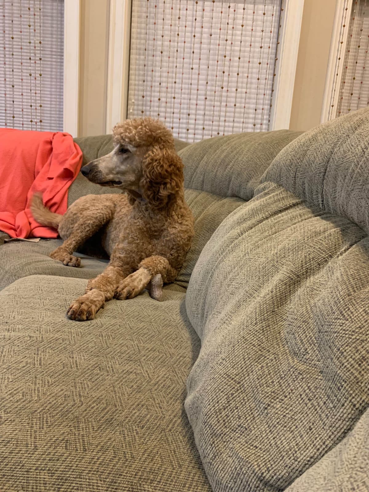 Poodle Puppies breeder image 17