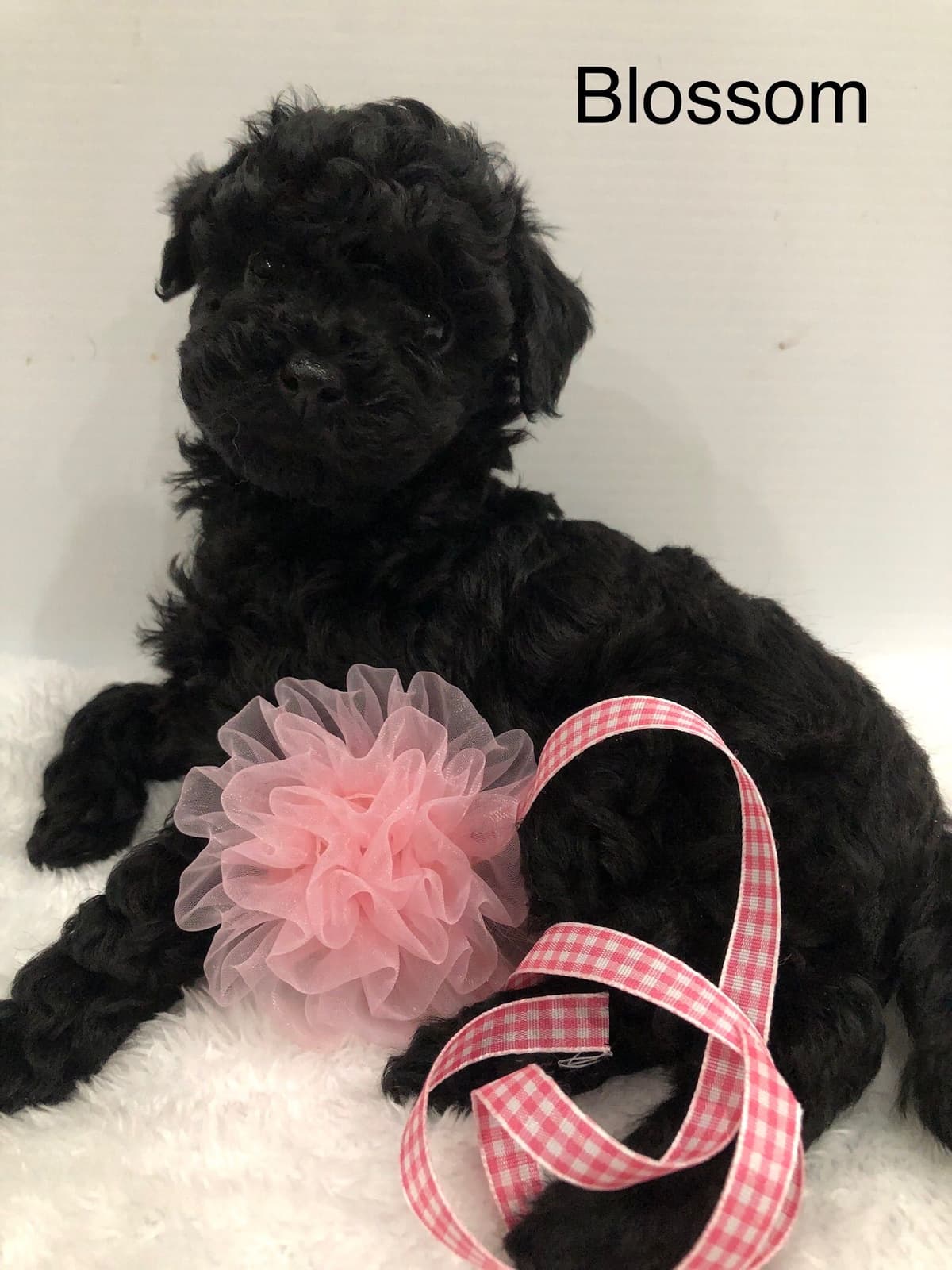 Poodle Puppies breeder image 19