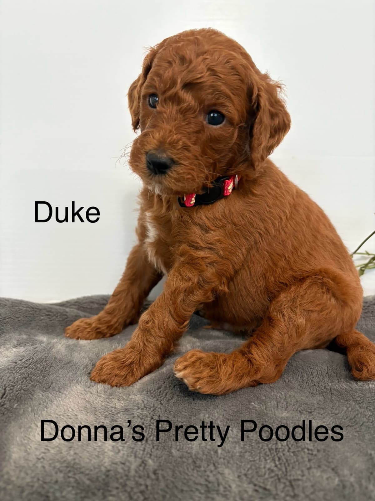 Poodle Puppies breeder image 21