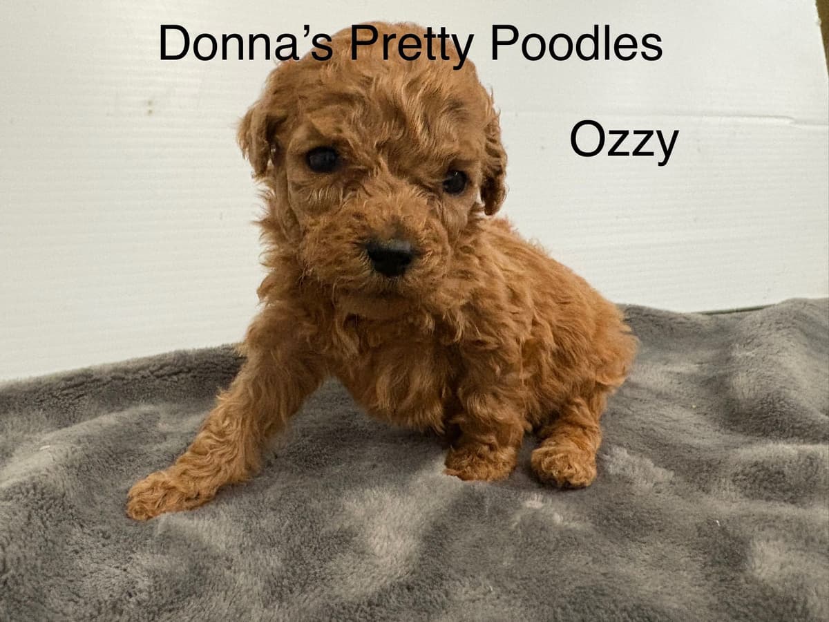 Poodle Puppies breeder image 23