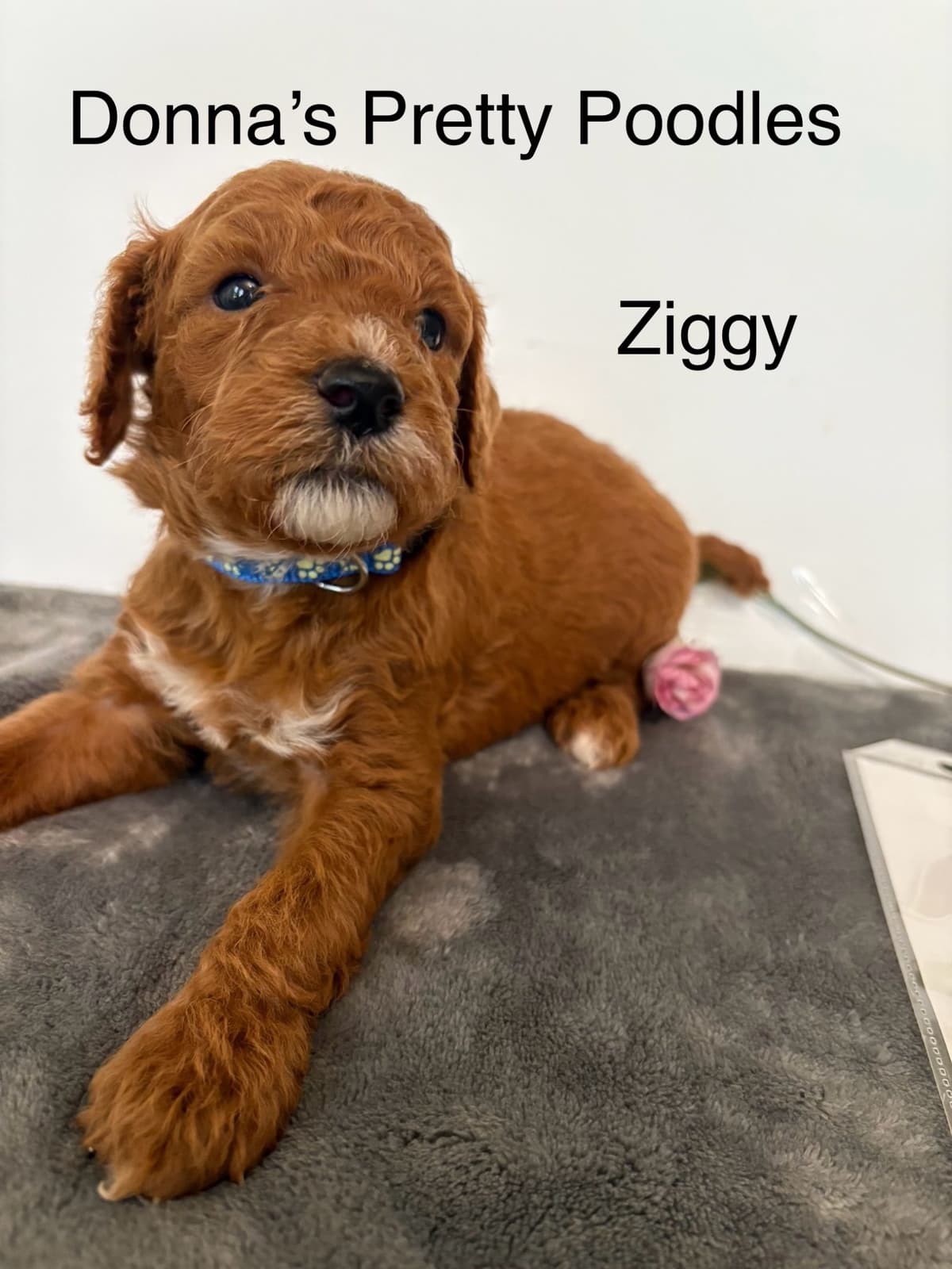 Poodle Puppies breeder image 25