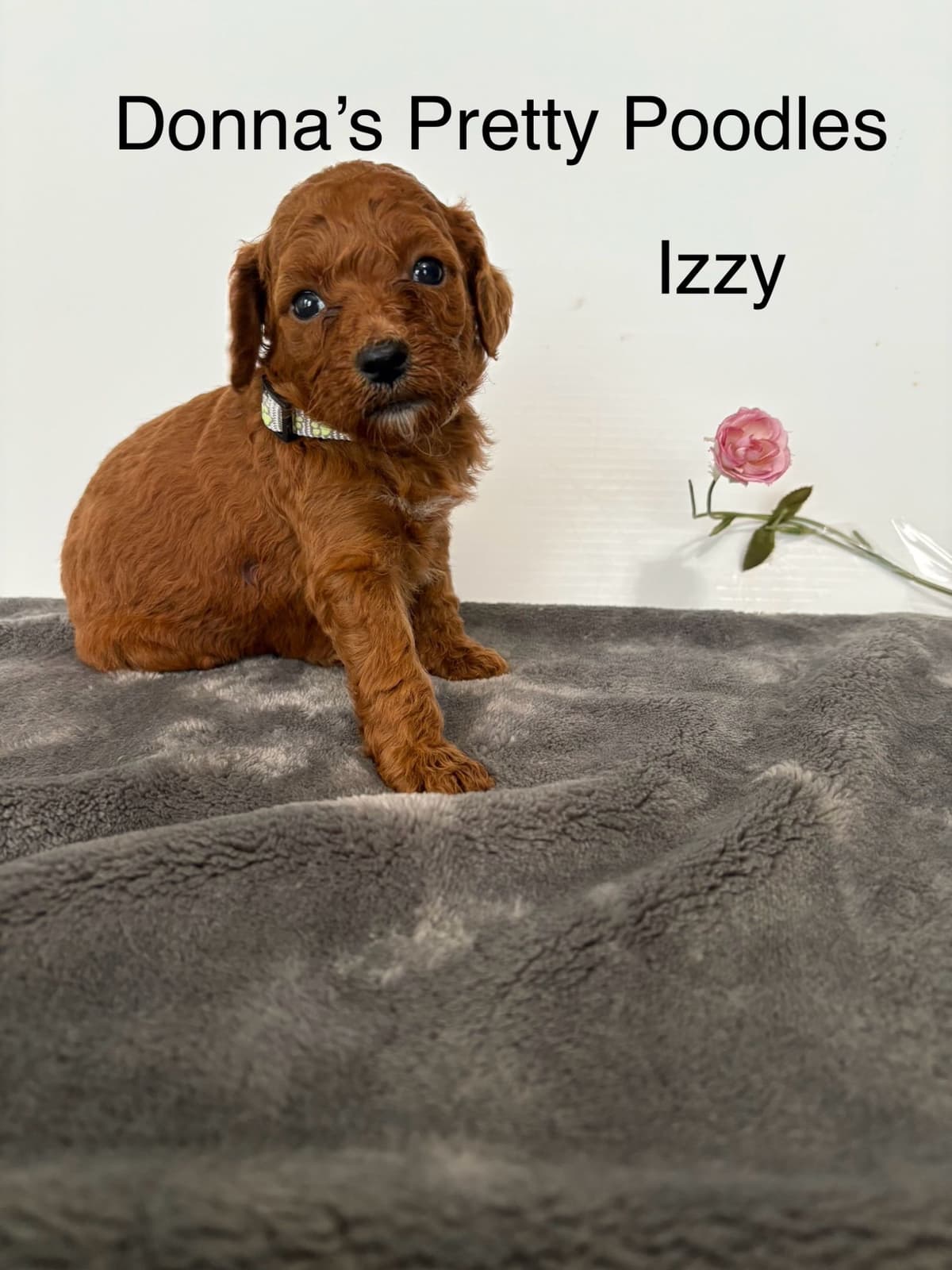 Poodle Puppies breeder image 26