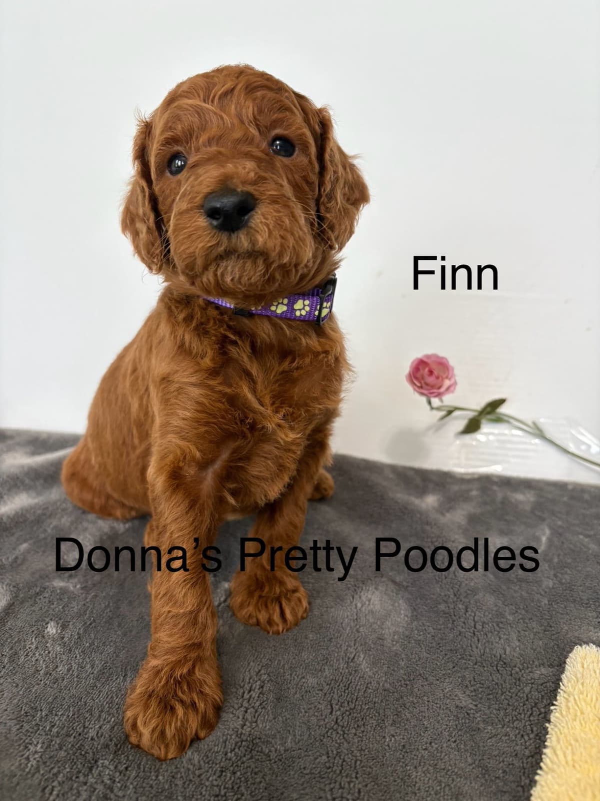 Poodle Puppies breeder image 27
