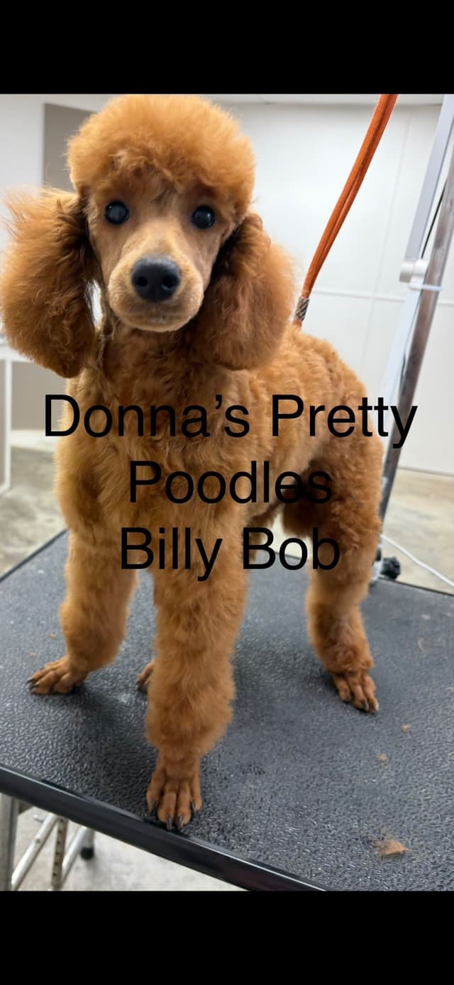 Poodle Puppies media 3