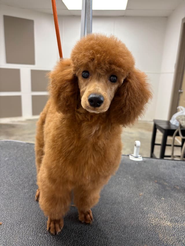 Poodle Puppies media 6