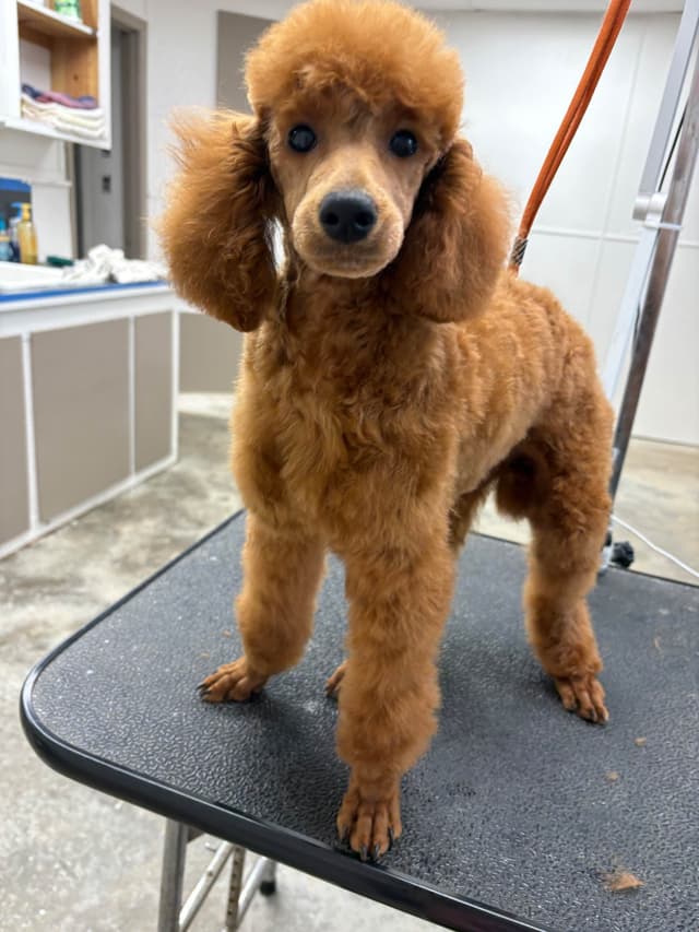 Poodle Puppies media 7