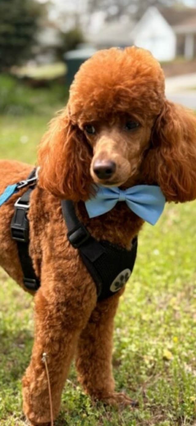 Poodle Puppies media 8
