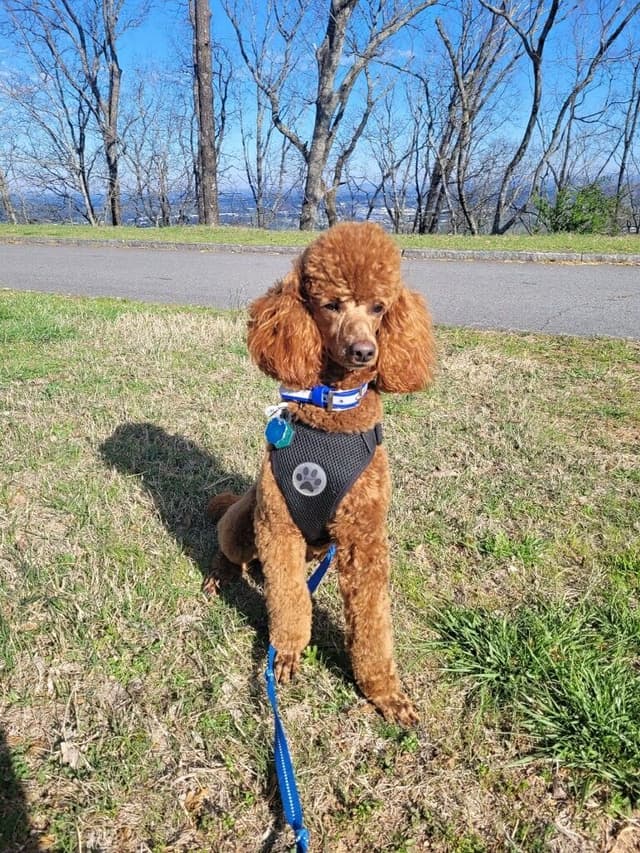 Poodle Puppies media 9