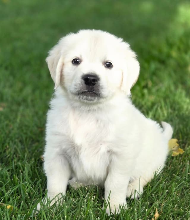English Cream puppies media 2