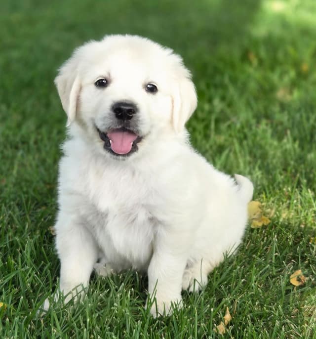 English Cream puppies media 3