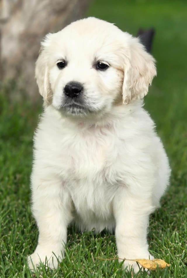 English Cream puppies media 4
