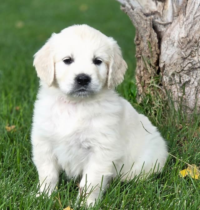 English Cream puppies media 5