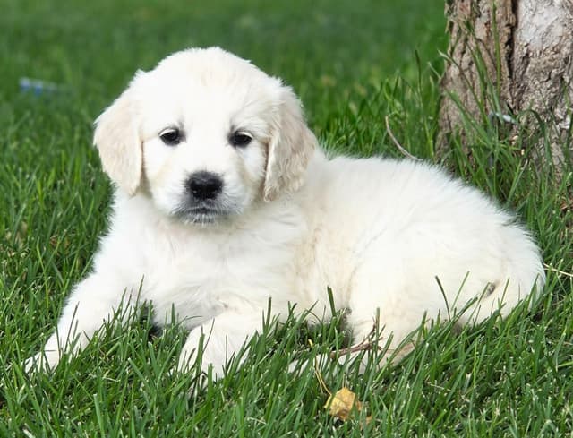 English Cream puppies media 6