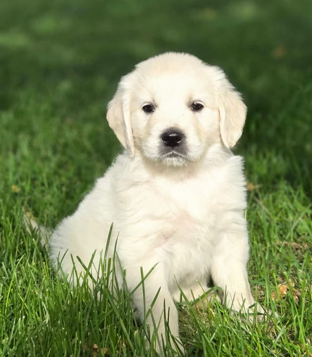 English Cream puppies media 7