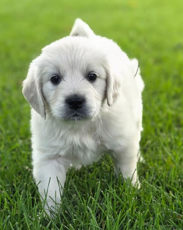 English Cream puppies media 8