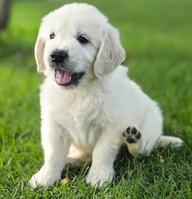 English Cream puppies media 9
