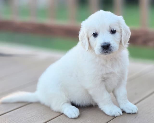 English Cream puppies media 11