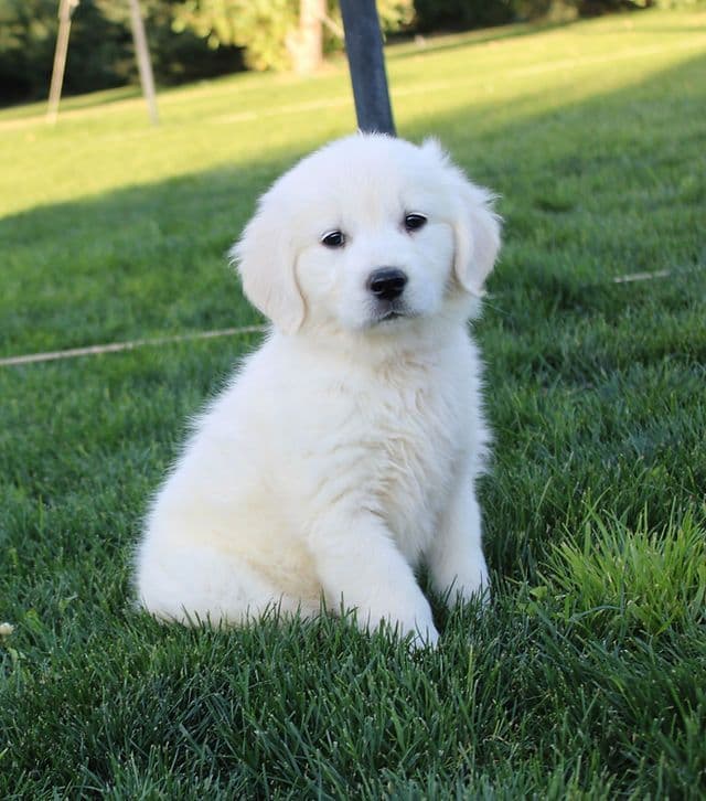 English Cream puppies breeder image 2