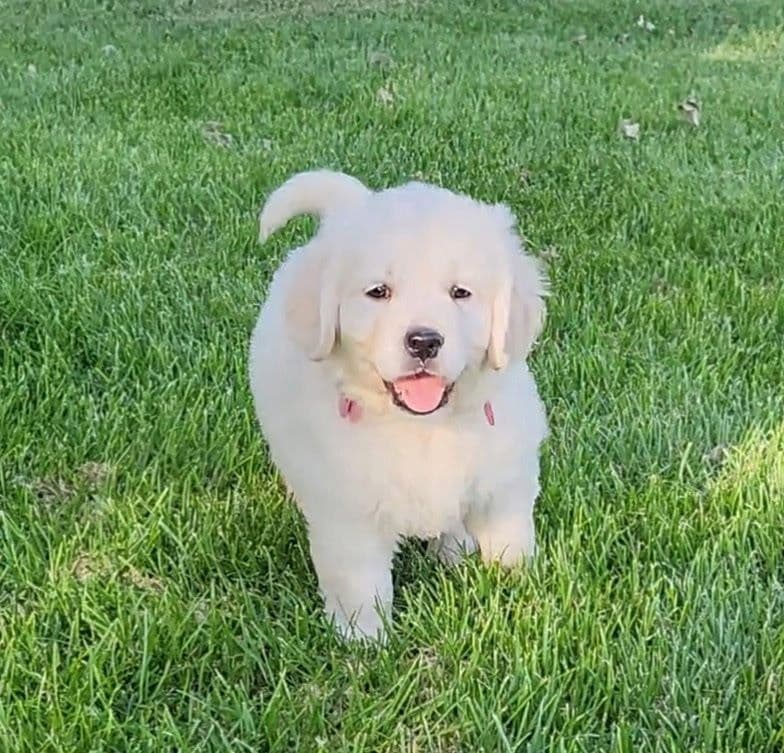 English Cream puppies breeder image 1
