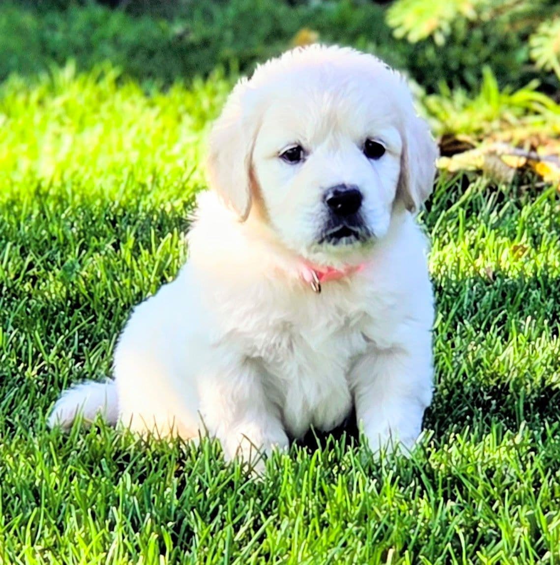 English Cream puppies breeder image 3