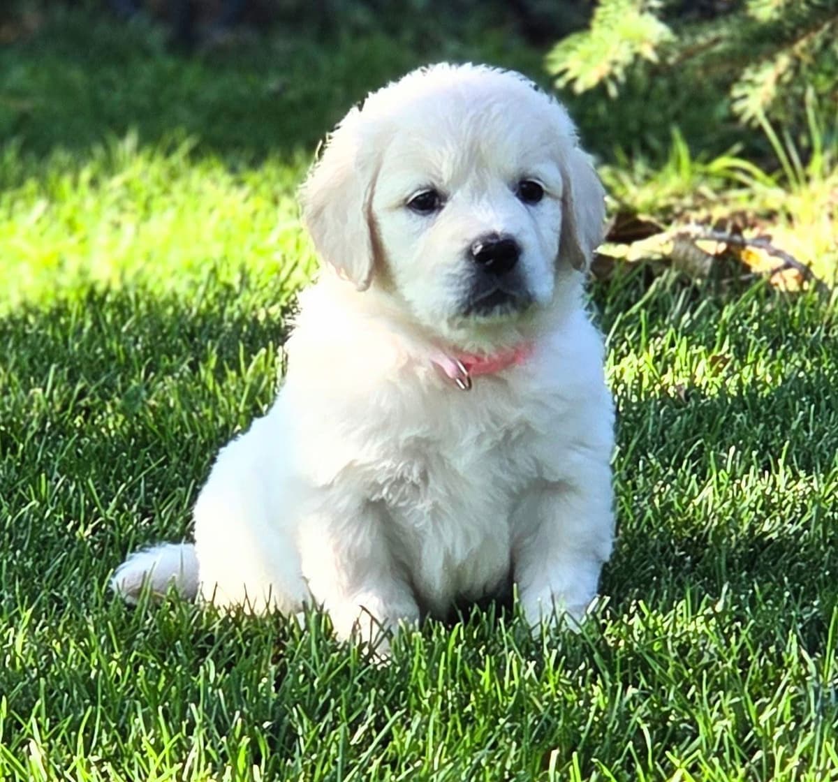 English Cream puppies breeder image 5