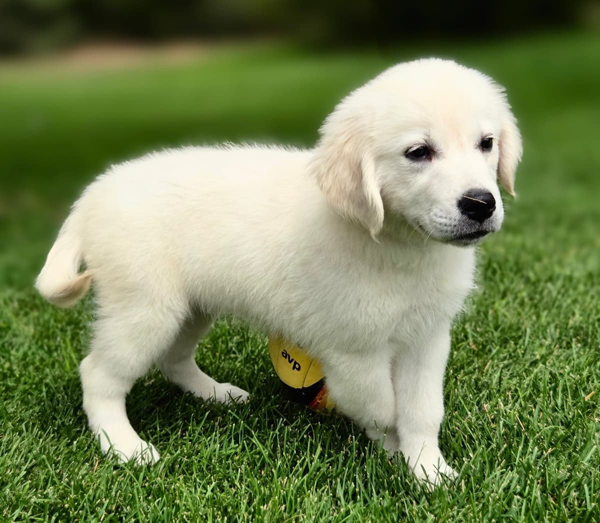 English Cream puppies breeder image 6