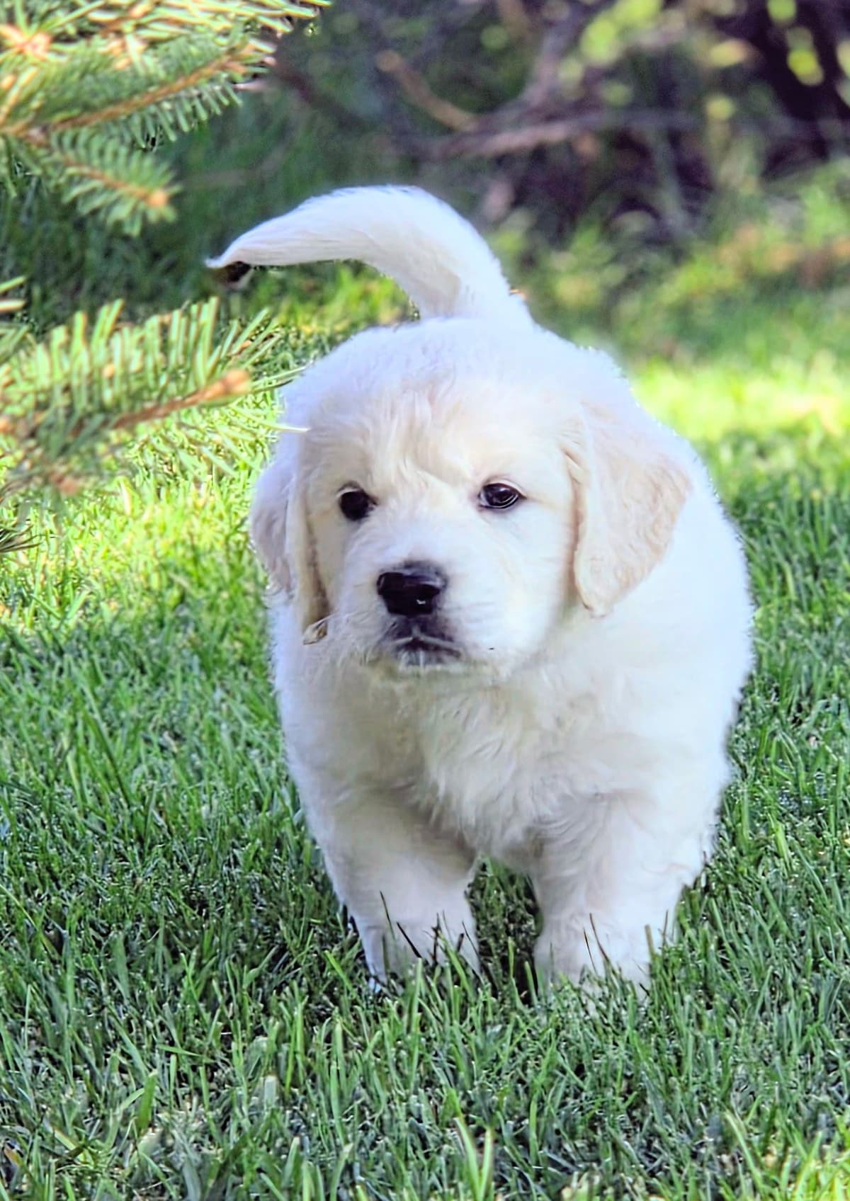 English Cream puppies breeder image 8