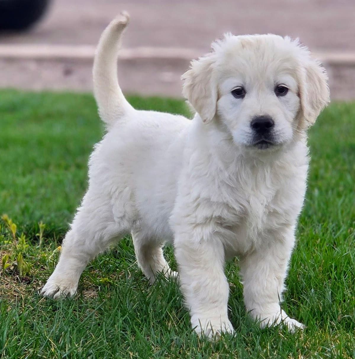English Cream puppies breeder image 11