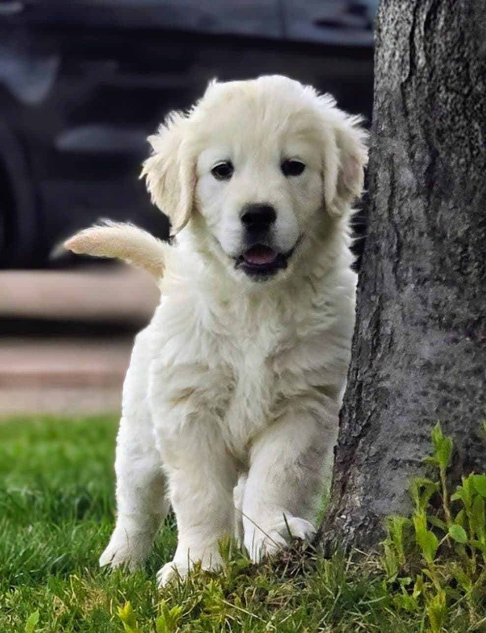 English Cream puppies breeder image 9