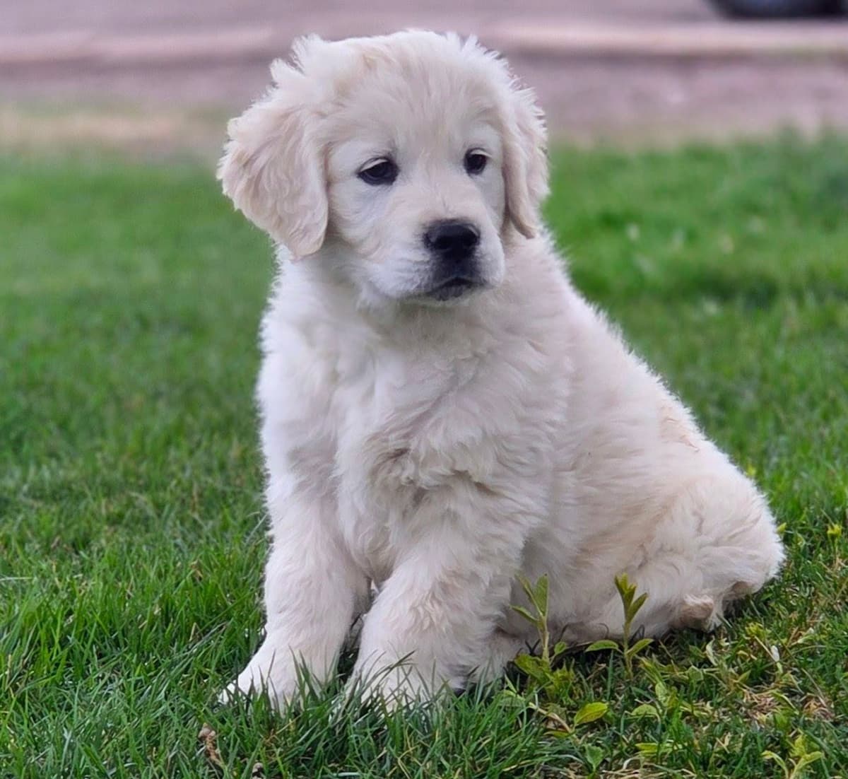 English Cream puppies breeder image 10
