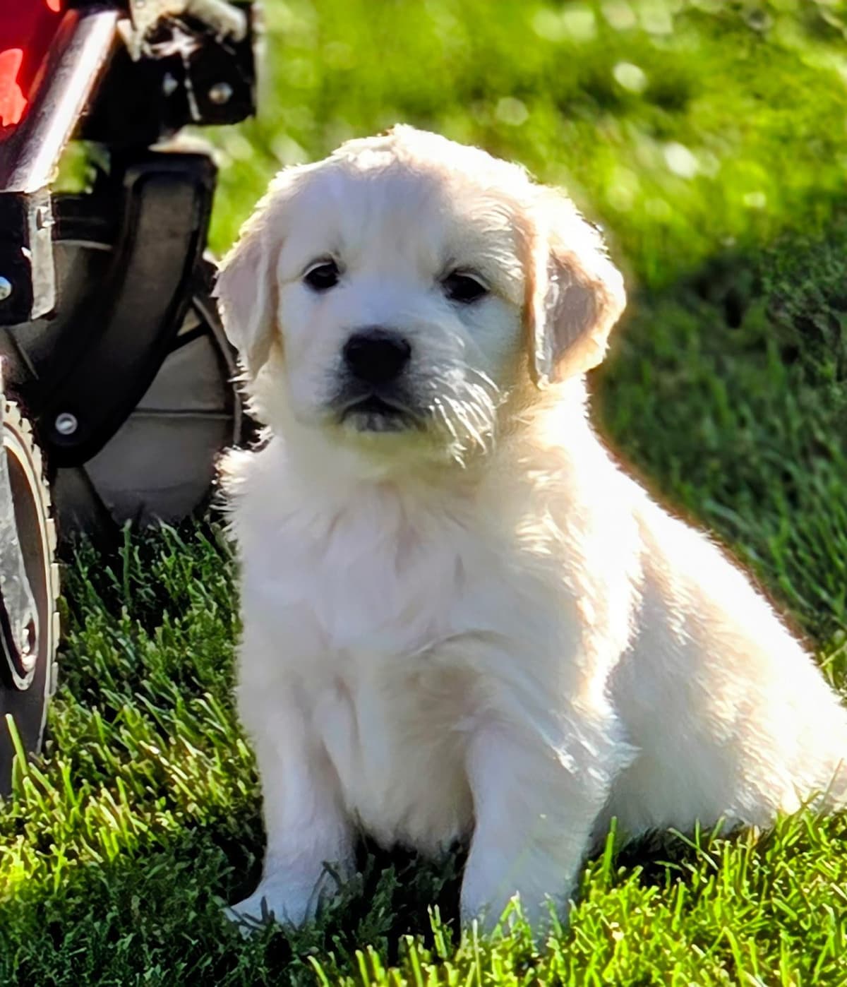 English Cream puppies breeder image 13